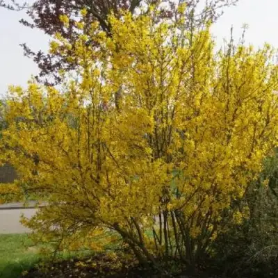 Форзиция КАМСОН промежуточная в Минске