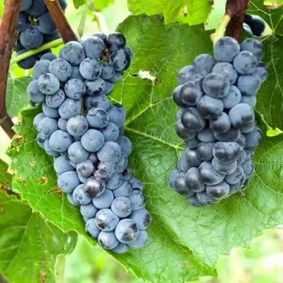 Виноград ВЭЛИАНТ в Минске