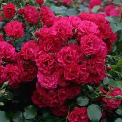 Роза РАДОСТЬ САДОВНИКА (ГАРТЕН ФРОЙДЕ) почвопокровная в Минске