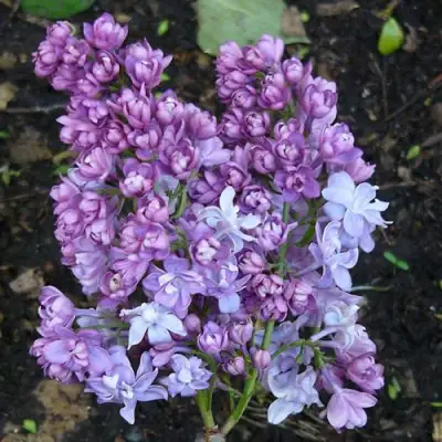 Сирень НАДЕЖДА в Минске