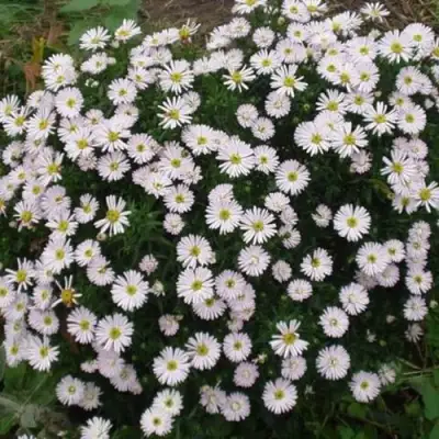 Астра ВАЙС многолетняя в Минске