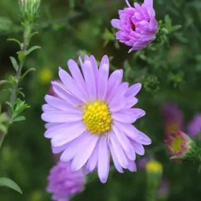Астра СТРОУБЕРРИ ЭНД КРИМ новобельгийская в Минске