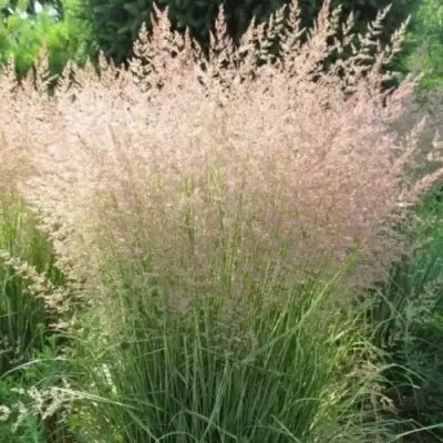 Вейник ОВЕРДАМ остроцветковый в Минске