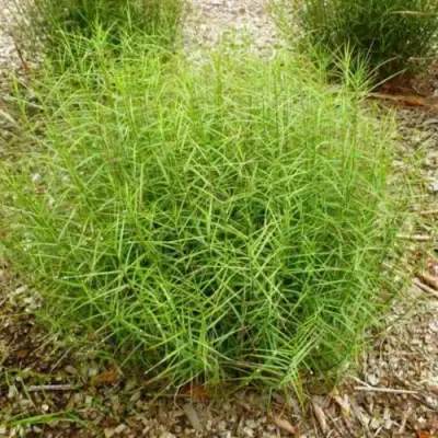 Осока ПАЛЬМОЛИСТНАЯ в Минске