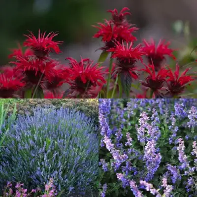 Комплект АРОМАТНЫЙ ЧАЙ в Минске