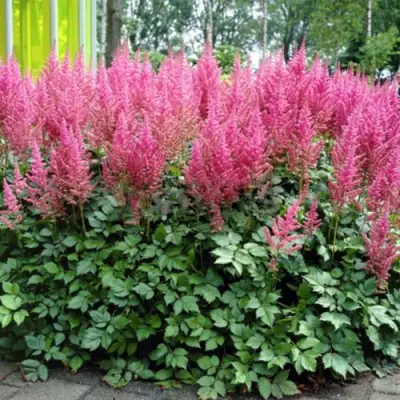 Астильба ВИЖНС ИН ПИНК китайская в Минске