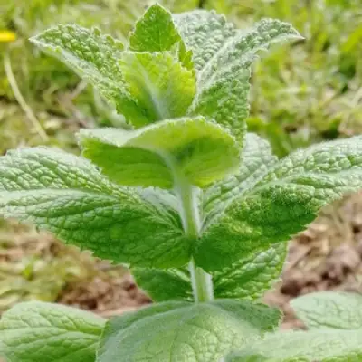 Мята яблочная в Минске