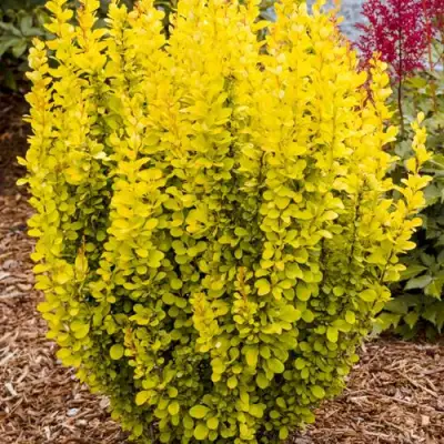 Барбарис ГОЛДЕН ТОРЧ тунберга в Минске