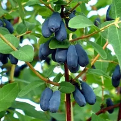 Жимолость съедобная АМФОРА в Минске