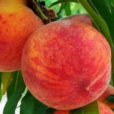 Персик ЗОЛОТОЙ ЮБИЛЕЙ в Минске