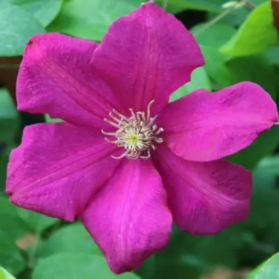 Клематис ЭРНЕСТ МАРКХАМ в Минске