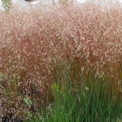 Щучка извилистая в Минске