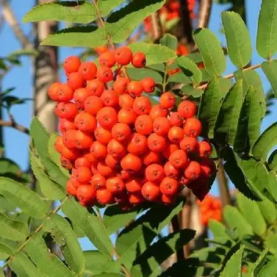 Рябина САХАРНАЯ ПЕТРОВА сладкоплодная в Минске