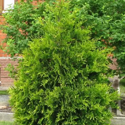 Туя АНЯ (АНИЕ) западная в Минске