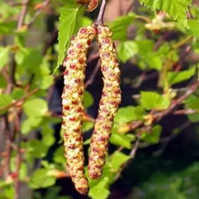 Береза бородавчатая в Минске