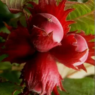 Фундук БАГРЯНЕЦ в Минске