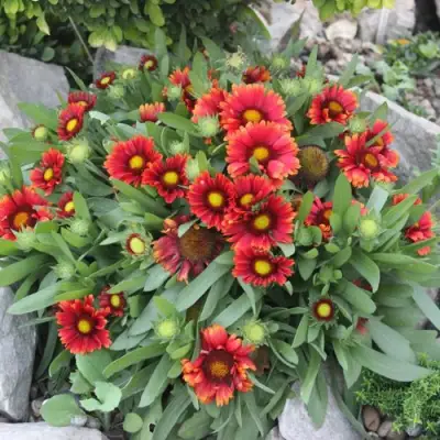 Гайлардия АРИЗОНА РЕД ШЕЙДС в Минске