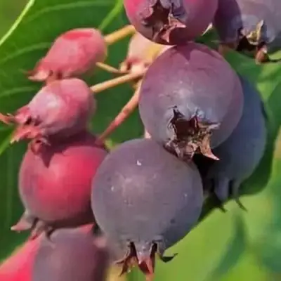 Ирга MANDAN в Минске