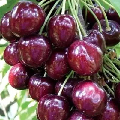 Черешня СИЛЬВИЯ колоновидная в Минске