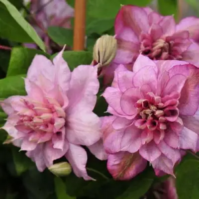 Клематис ИННОСЕНТ ГЛАНС в Минске