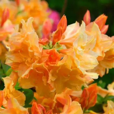 Азалия ЧАРДАШ листопадная в Минске