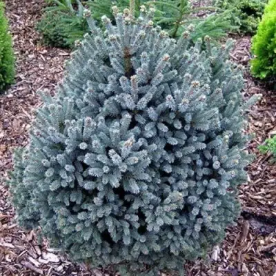 Ель НАНА сизая в Минске