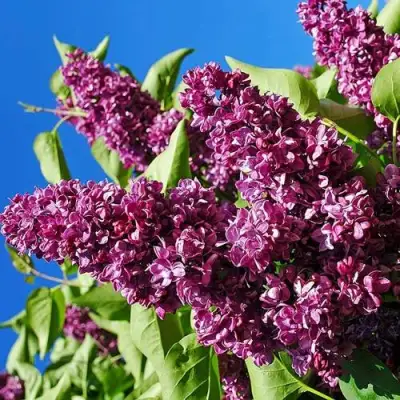 Сирень ЧАРЛЬЗ ДЖОЛИ в Минске