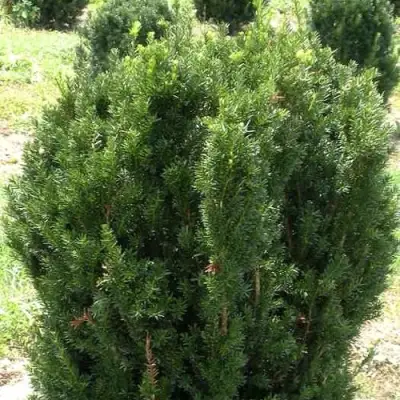 Тис ХИКСИ средний в Минске