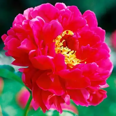 Пион ХРАБРЫЙ ВОИН травянистый в Минске