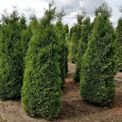 Туя ХОЛМСТРУП западная в Минске