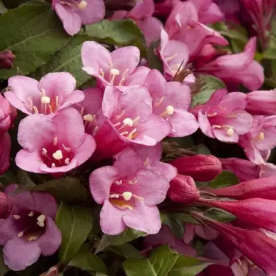 Вейгела ФЛОРИДА в Минске