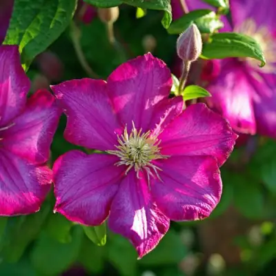 Клематис КАРМЕНСИТА в Минске