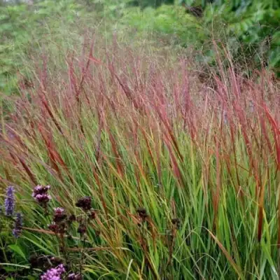 Просо РЕБРАУН прутьевидное в Минске