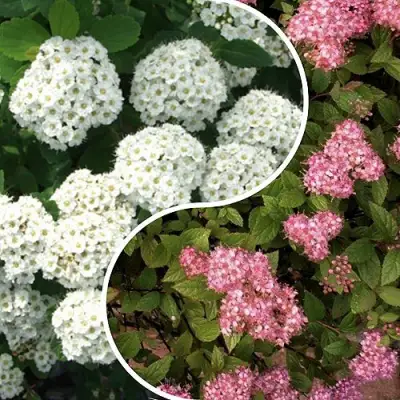 Комплект ТАЛАНТЛИВЫЙ САДОВОД в Минске