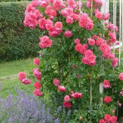 Роза РОЗАРИУМ ЮТЕРСОН плетистая в Минске