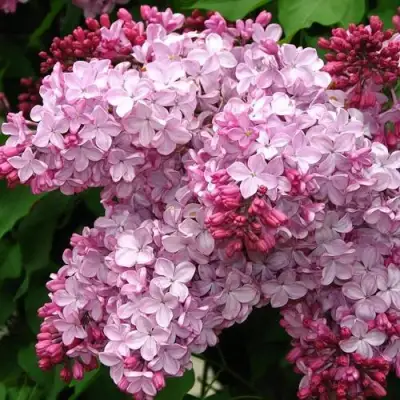 Сирень ЭСТЕР СТЕЙЛИ в Минске