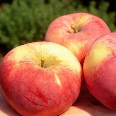 Яблоня ОРЛОВИМ в Минске