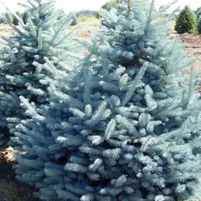 Ель ГЛАУКА колючая в Минске