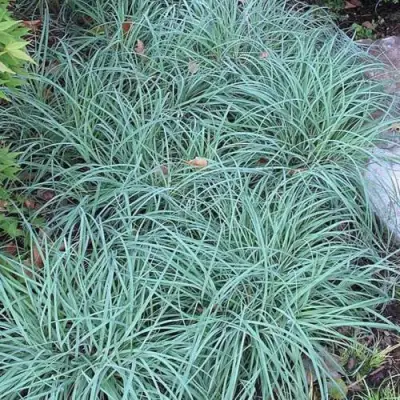 Осока БЛЮ ЗИНГЕР в Минске