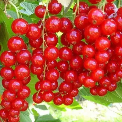 Смородина красная ФЕРТОДИ в Минске