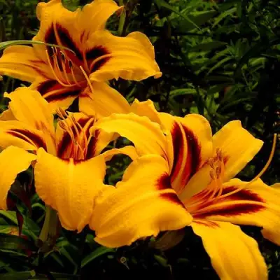 Лилейник БОНАНЗА гибридный в Минске