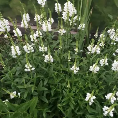 Физостегия АЛЬБА виргинская в Минске