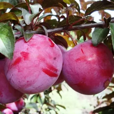 Слива ЛАМА в Минске