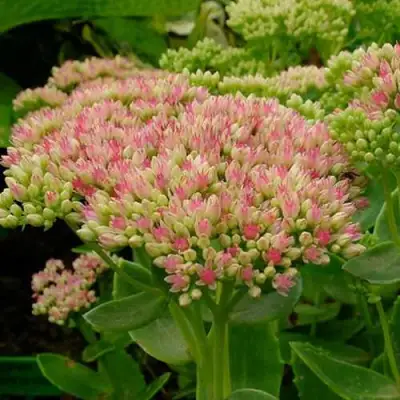 Очиток (седум) БРИЛЛИАНТ в Минске