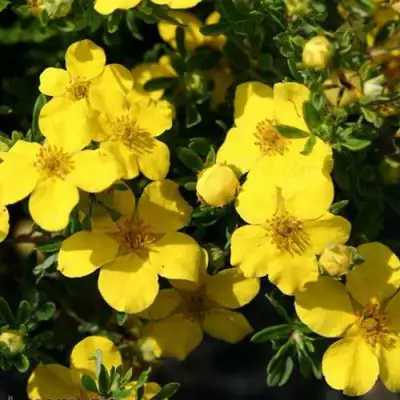 Лапчатка ХАКМАНС ГИГАНТ кустарниковая в Минске