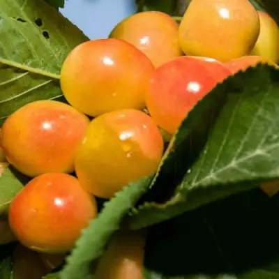 Дюк (черевишня) БЕЛОЧКА в Минске