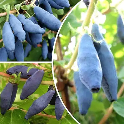 Комплект СЛАДКИЕ ХИТЫ в Минске