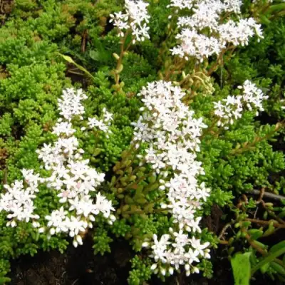 Очиток (седум) ХЛОРОТИКУМ белый в Минске