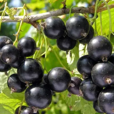 Смородина чёрная НЕСТЕР КОЗИН в Минске