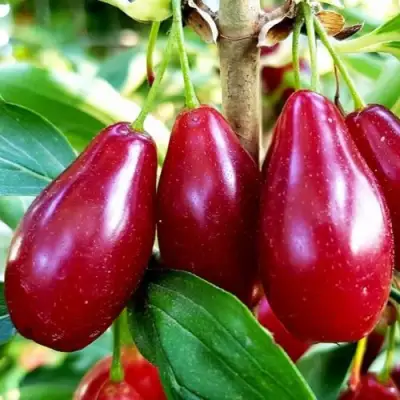 Кизил ВЛАДИМИРСКИЙ в Минске